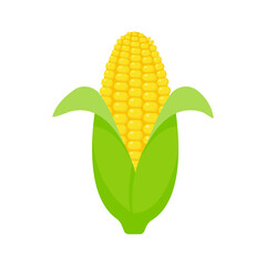 Obraz premium Peeled corn ears. corn vector yellow fruit