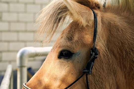 Closeup Of A Beige Horse Head With Brick Stone Wall Blurred Background