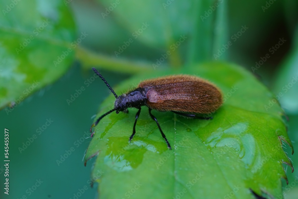 Sticker Close up of a Lagria hirta beetle on a wet leaf and blurred background