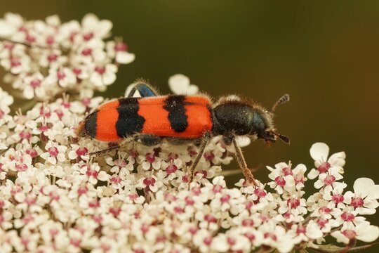 Closeup of a beetle (Trichodes apiarius) on a nest of bees