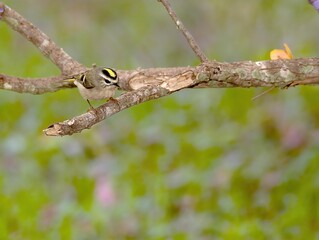 Selective focus shot of a Golden Crown Kinglet at Crescentbend Nature Park, San Anotnio, Texas