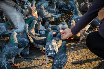 pigeons eating from a lady's palm