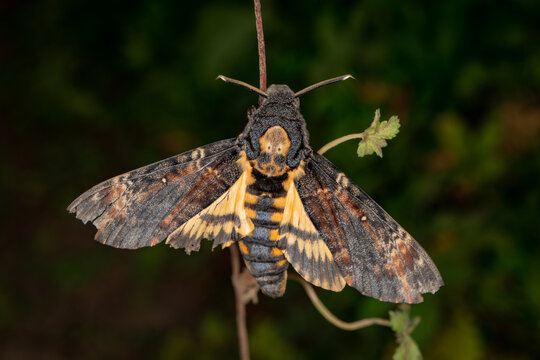 Totenkopfschwärmer Acherontia atropos