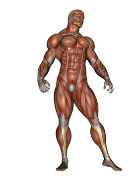 Muscular man - 3D render