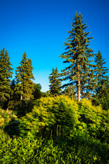 Fototapeta na wymiar Pine forest and blue sky in the autumn