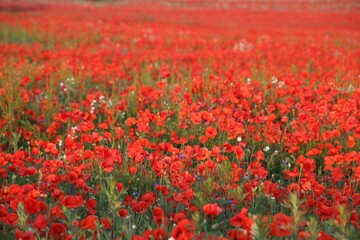 Beautiful closeup of a field of red poppies