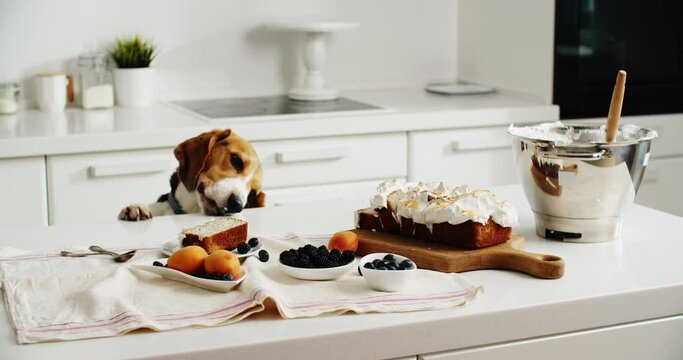 Beagle dog wants to steal delicious dessert from the table in the kitchen. High quality 4k footage