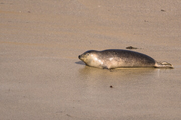 Harbor Seal on the beach of La Jolla, San Diego, the U.S.
