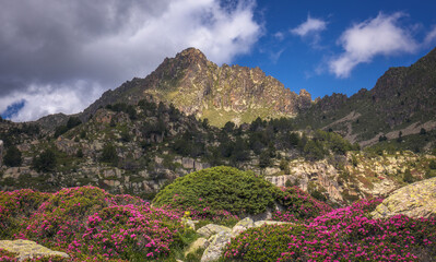Beautifull Spring Landscape with Blooming rhododendron in Andorra