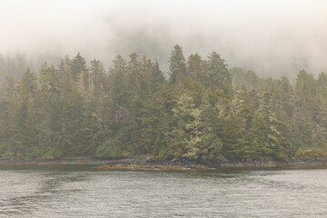 Foggy day in Alaska forest Sitka - obrazy, fototapety, plakaty