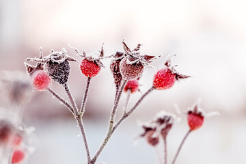 Rosehip berries covered with frost on a bush in winter in sunny weather