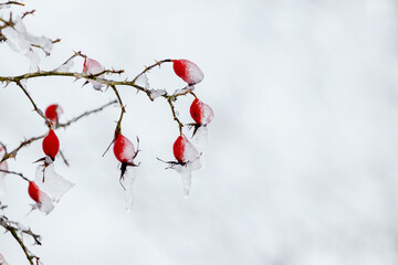 Ice-covered red rosehip berries in the garden on a bush on a light background