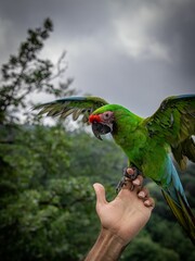 Vertical shot of colorful parrot opening its wings and standing on a human hand