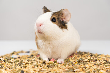 A small guinea pig sits near the feed on a white background.