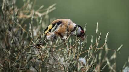 Close-up of a goldfinch (Carduelis carduelis) eating flowers from a tree