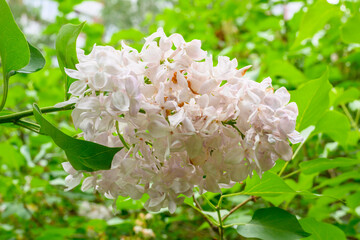 Blooming spring flowers. Beautiful flowering flowers of lilac tree. Spring concept. The branches of lilac on a tree in a garden.