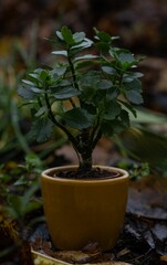 Vertical shot of a plant growing in a planter placed on the ground of a garden