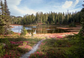 Vibrant autumn view of an alpine meadow covered in bright pink flowers and a gravel path by a pond.