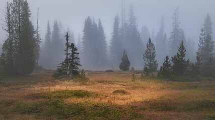 A moody day at a foggy alpine meadow, with bright dried grasses and coniferous trees against the fo - obrazy, fototapety, plakaty