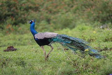 Obraz premium peacock with feathers