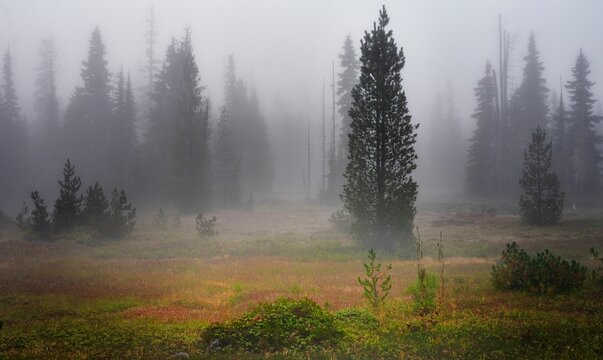 A background of large coniferous trees standing in the fog at a beautiful fall alpine meadow.