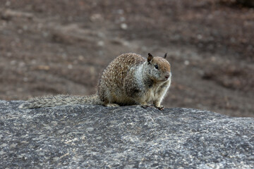 California ground squirrel or in Latin Spermophilus beecheyi is a rodent in the family Sciuridae, photographed in Yosemite National park
