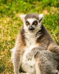 Vertical portrait of a lemur sitting on green grass