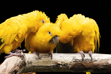 golden parakeet  Guaruba guarouba