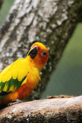 sun parakeet Aratinga solstitialis