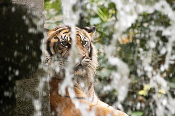 bengal tiger lies behind a waterfall