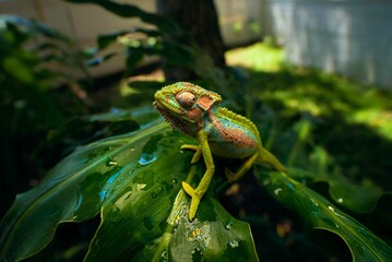 Chameleon in the garden © Juan De Swardt/Wirestock Creators