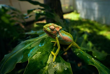 Gordijnen Chameleon in the garden © Juan De Swardt/Wirestock Creators