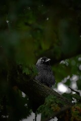 Vertical closeup shot of a western jackdaw (Coloeus monedula) perched on the tree