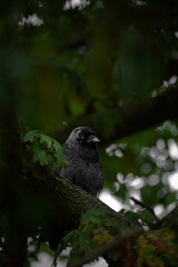 Vertical closeup shot of a western jackdaw (Coloeus monedula) perched on the tree