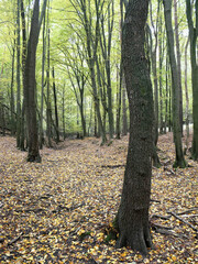 Autumn forest with fallen leaves
