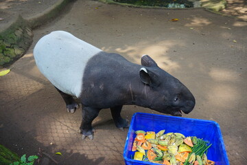 The Malayan tapir (Acrocodia indica) eating in the zoo, also called the Asian, Asiatic, Oriental, Indian or piebald tapir standing in green with a green background.