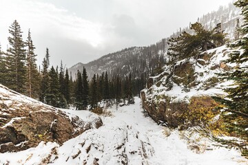 Obraz premium Scenic view of mountains covered with pine forest and snow in winter