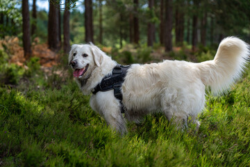 golden retriever running