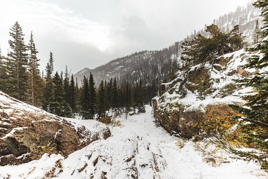 Scenic view of mountains covered with pine forest and snow in winter