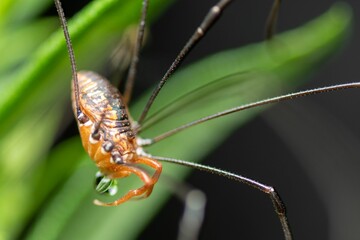 Closeup of a leiobunum insect on a plant.