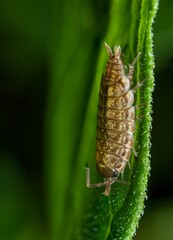 Closeup of a common striped woodlouse on a plant.