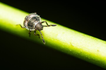 Closeup of a dusky stink bug on a plant isolated on a black background.