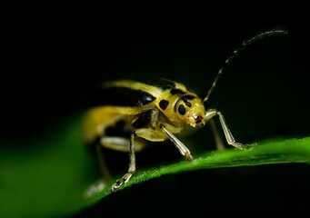 Closeup of an acalymma vittatum insect on a green leaf isolated on a black background.