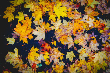 Yellow autumn maple leaves lie on black ground in rays of setting sun.