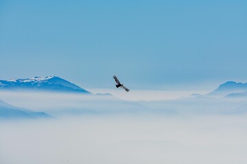 Breathtaking scenery of a Condor flying over the high peaks of mountains surrounded by smooth clouds