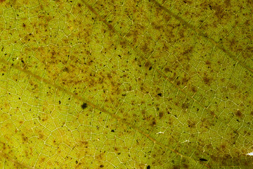 Backlit autumn leaf to highlight the structure. Macro close-up of leaves texture. Autumn texture for background. Autumn atmosphere. Autumn leaves fallen from the tree. Close up leave