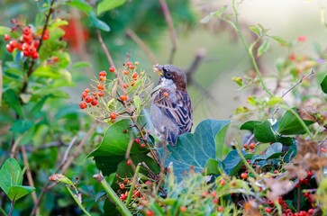 Male Sparrow Eating Berries