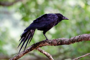 A crow stretching its wing