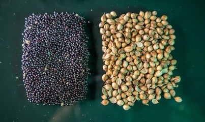 Stem Amaranth( Data Denga Dughi Callaloo Spinach) and Sack Whole Coriander Seeds - obrazy, fototapety, plakaty