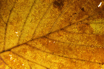 Backlit autumn leaf to highlight the structure. Macro close-up of leaves texture. Autumn texture for background. Autumn atmosphere. Autumn leaves fallen from the tree. Close up leave